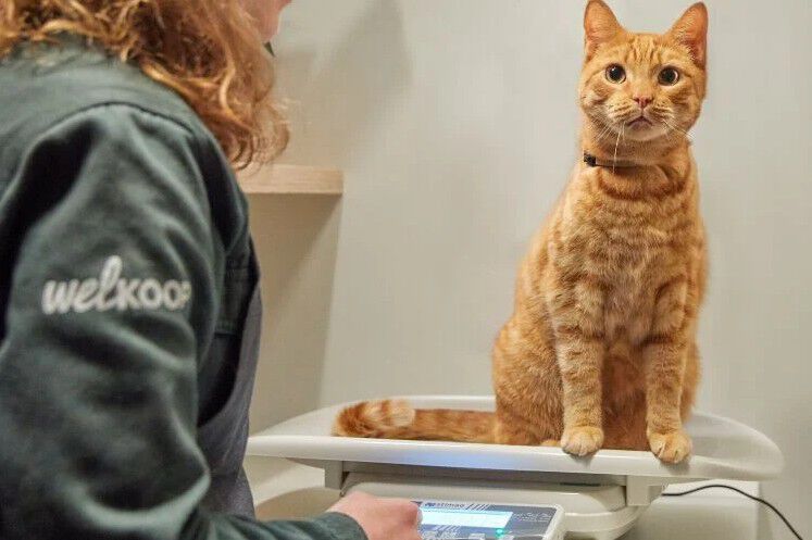 welkoop weegservice kat